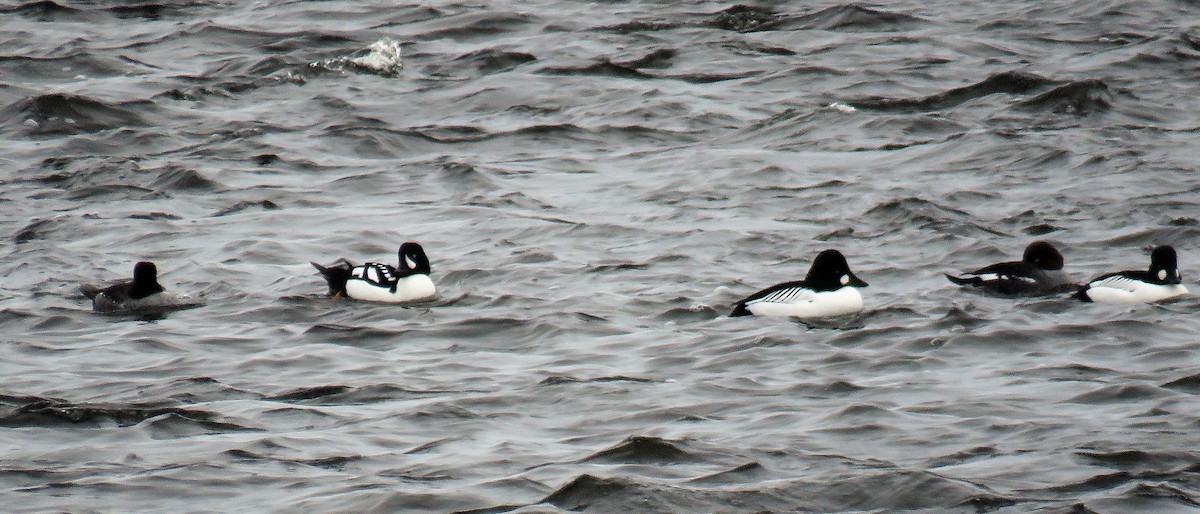 Barrow's Goldeneye - ML425989591