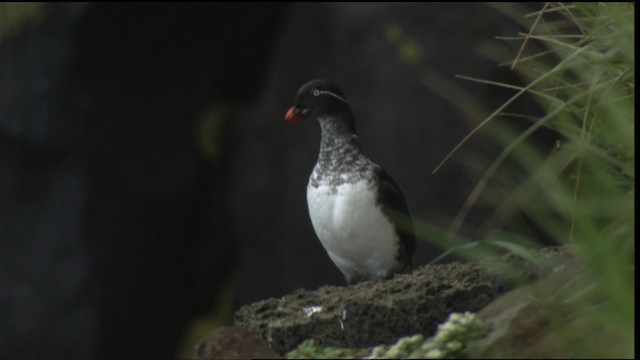 Parakeet Auklet - ML425990