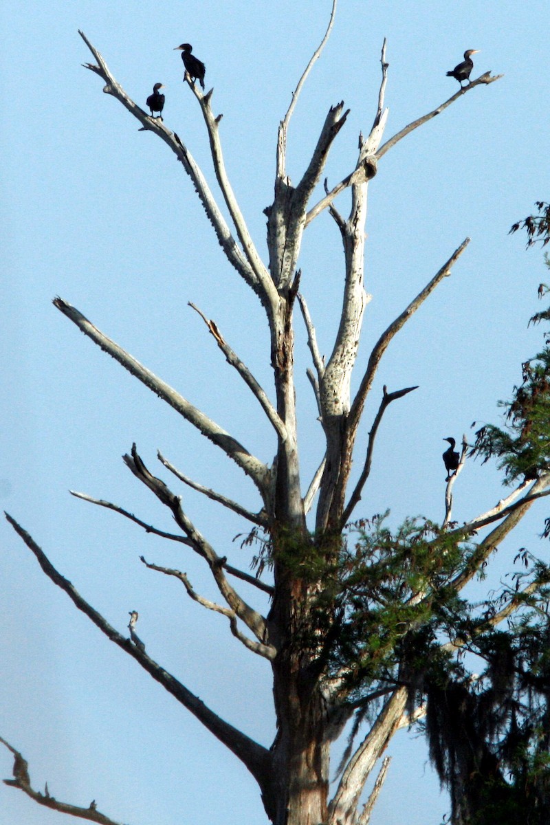 Double-crested Cormorant - ML425990101