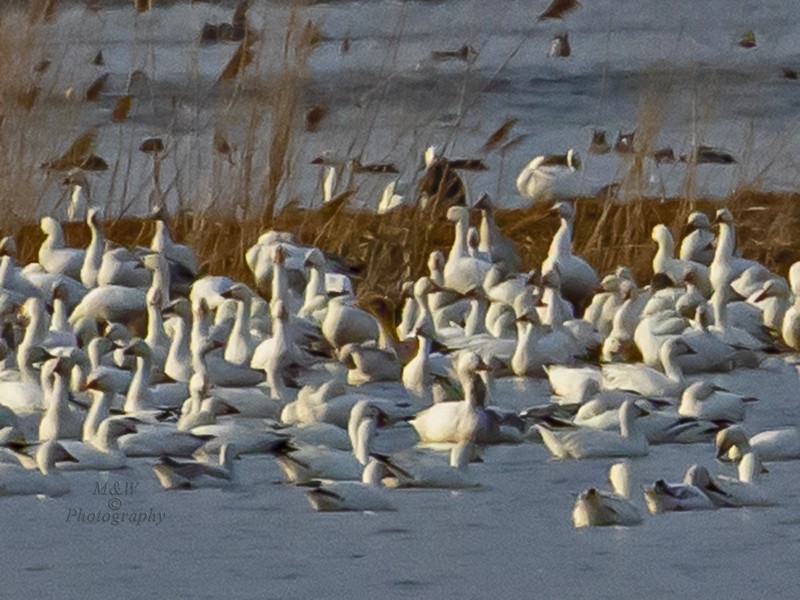 Tundra Bean-Goose - Wade & Melissa Rowley