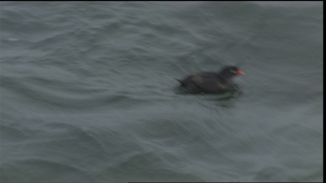 Crested Auklet - ML425993