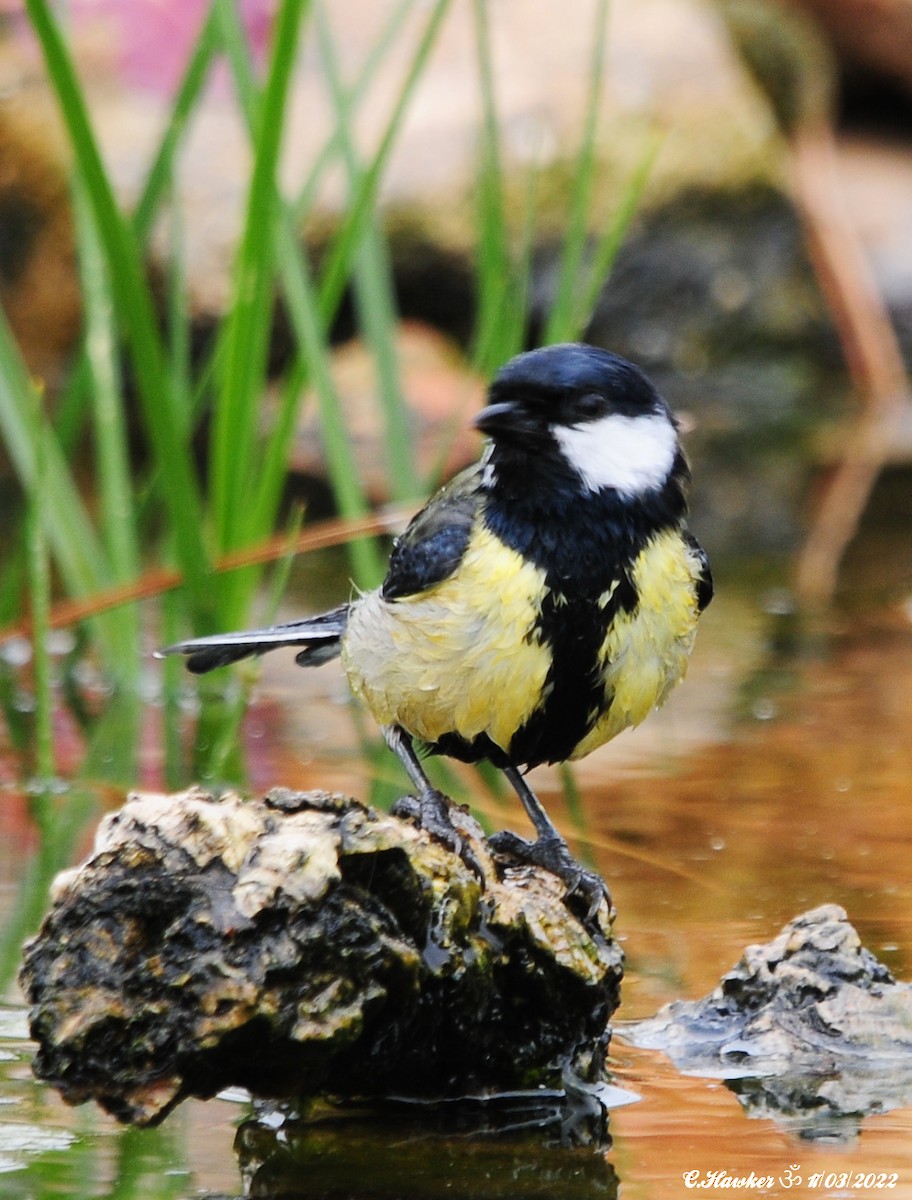 Great Tit - ML425993821