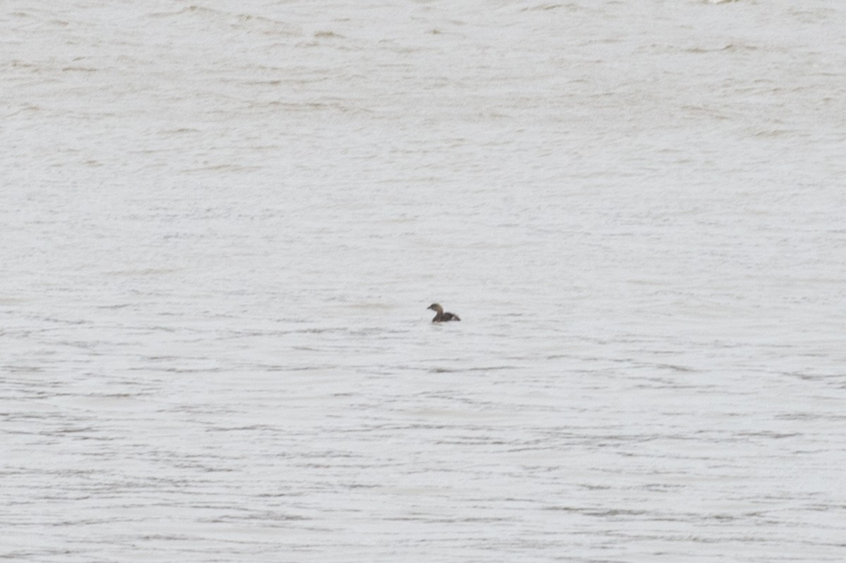 Pied-billed Grebe - ML425994031