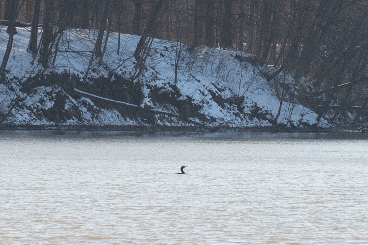 Double-crested Cormorant - ML425994291