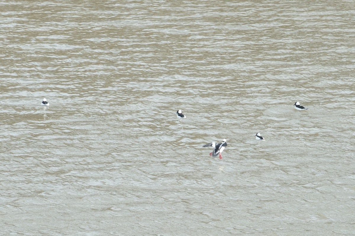 Bufflehead - Michael Barath