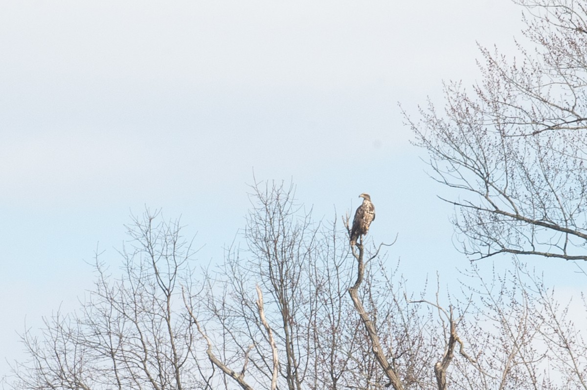 Bald Eagle - ML425994411