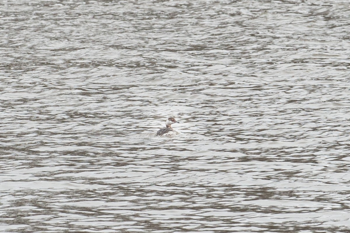 Horned Grebe - ML425994441