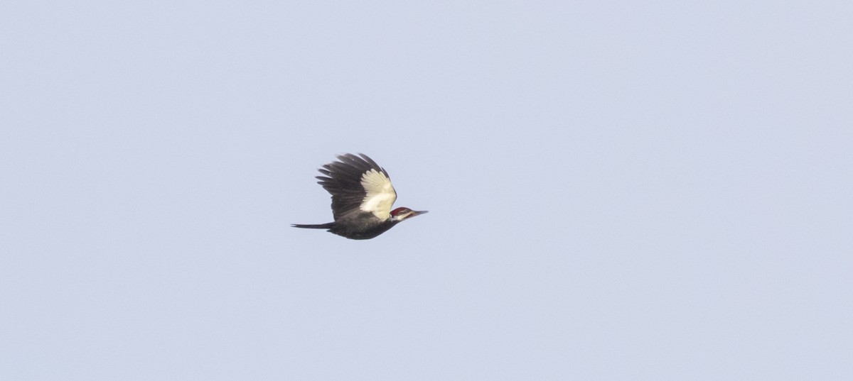 Pileated Woodpecker - ML425995501