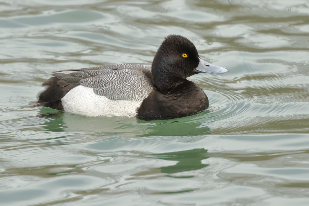 Lesser Scaup - Marcus Buck