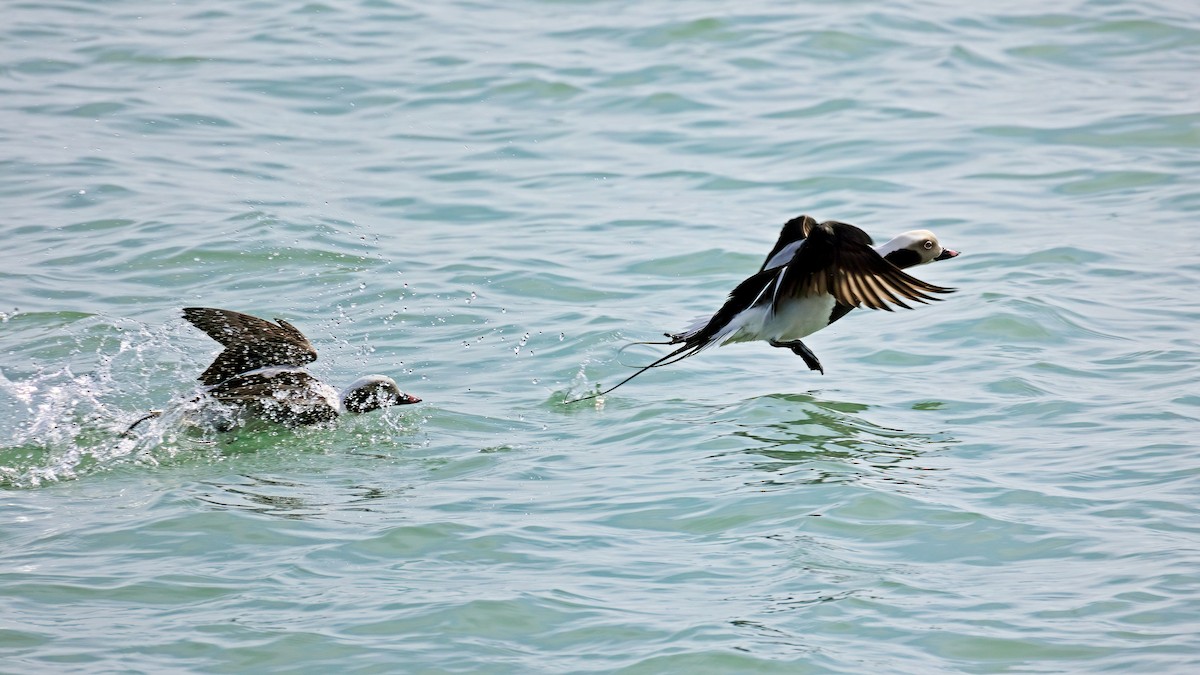 Long-tailed Duck - ML425997691
