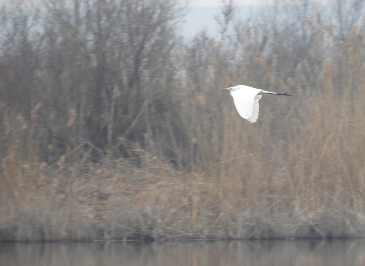 Great Egret - ML425998031