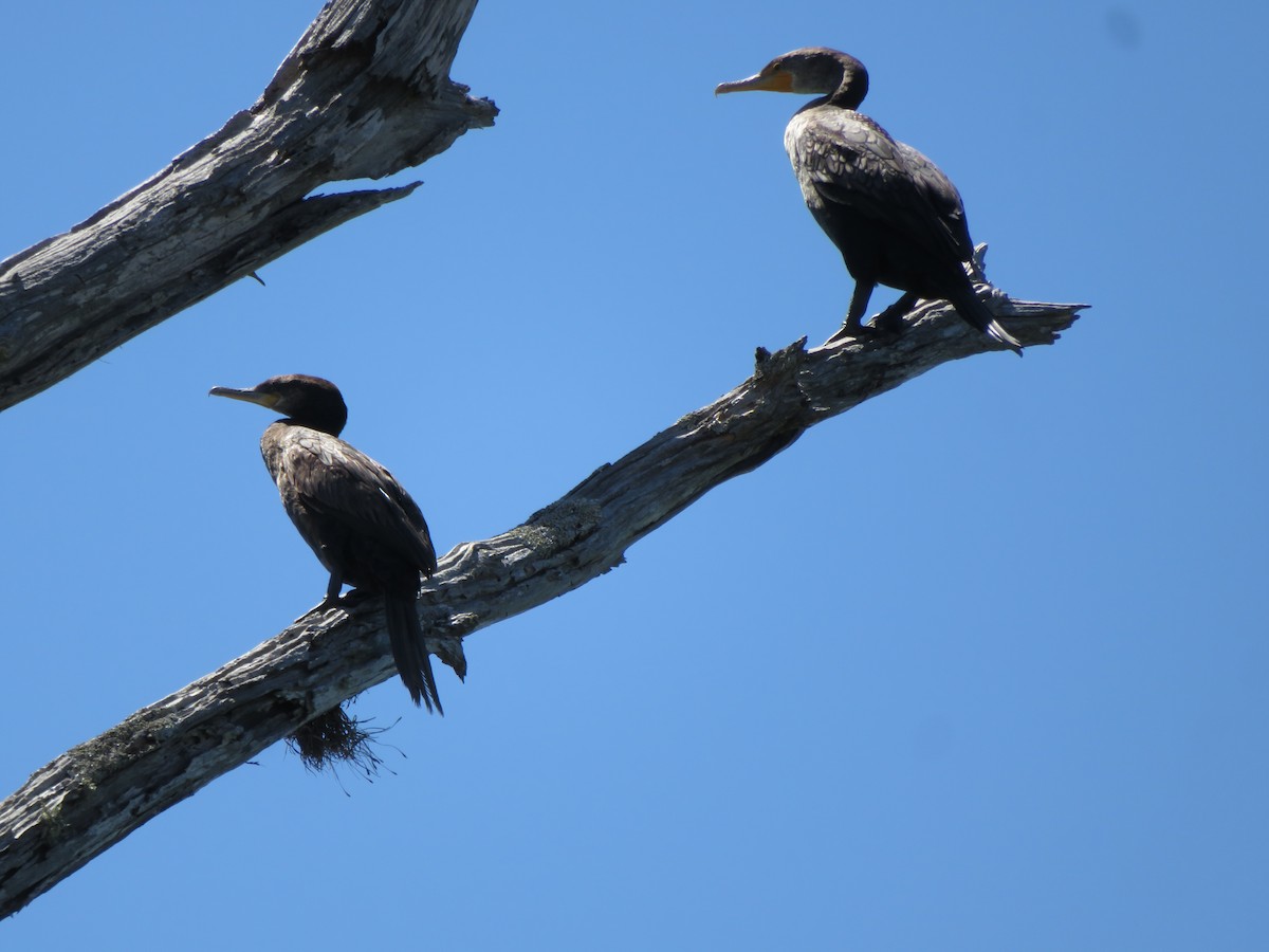 Neotropic Cormorant - ML425998101