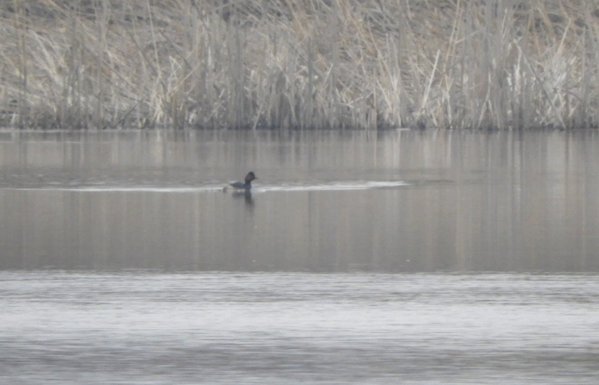 Eared Grebe - ML425998191