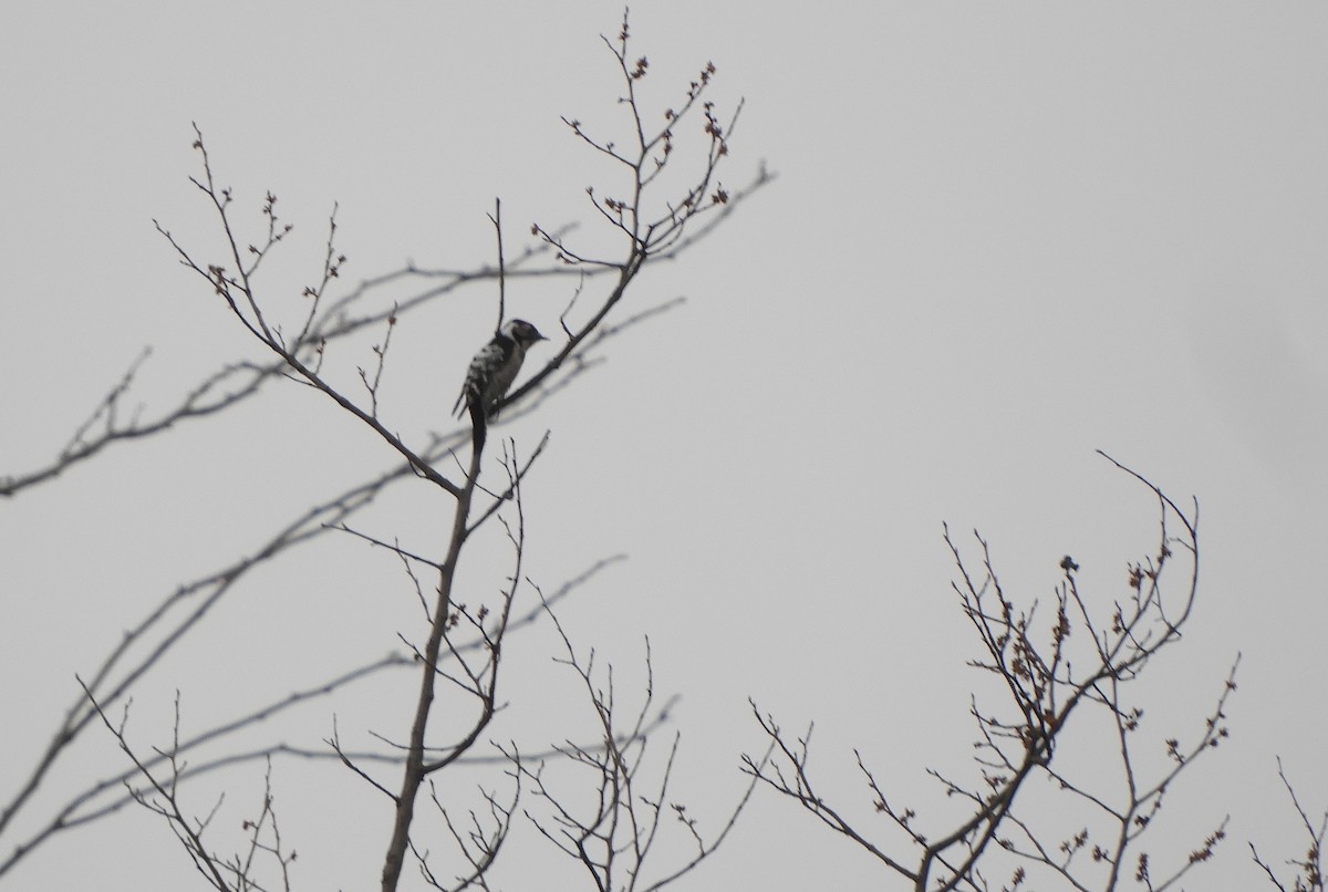 Lesser Spotted Woodpecker - ML425998381