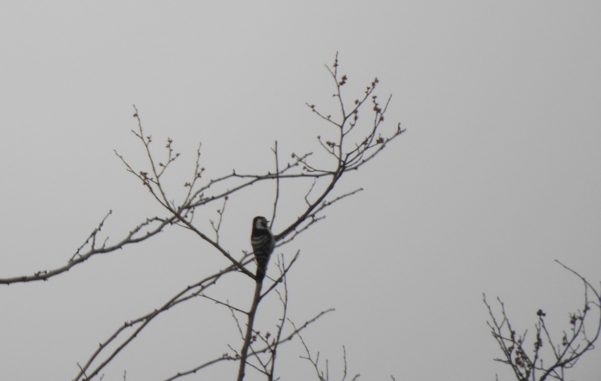 Lesser Spotted Woodpecker - ML425998391