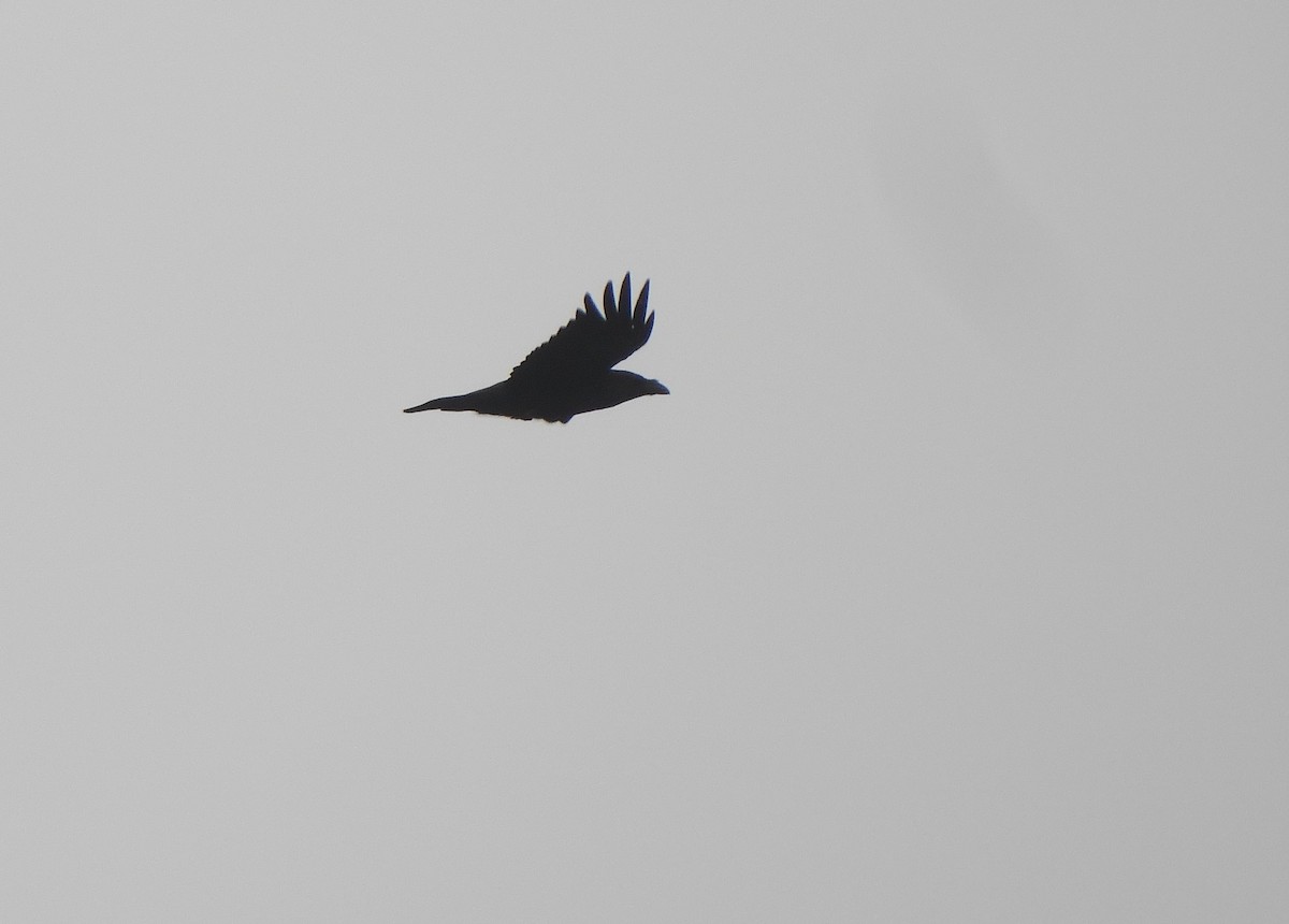 Common Raven - ML425998541