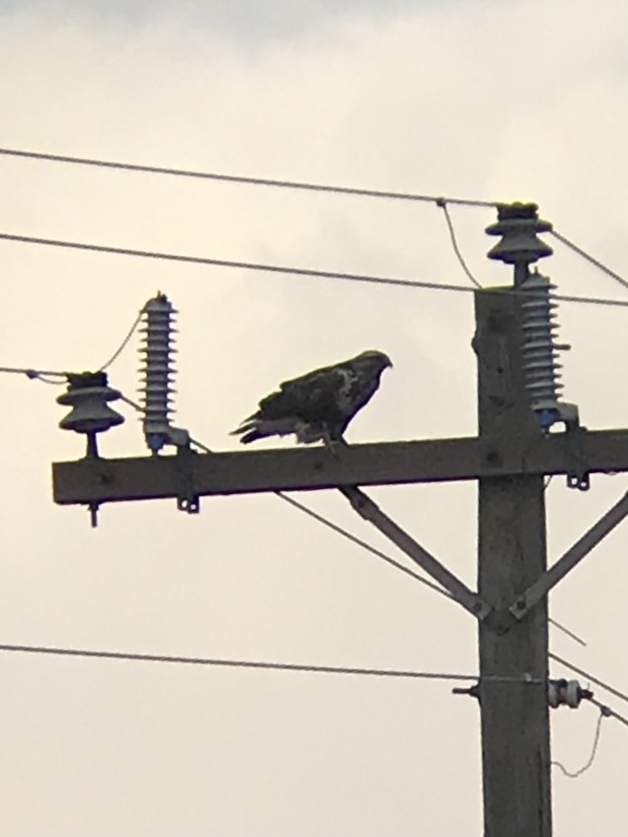 Rough-legged Hawk - Alex Harman