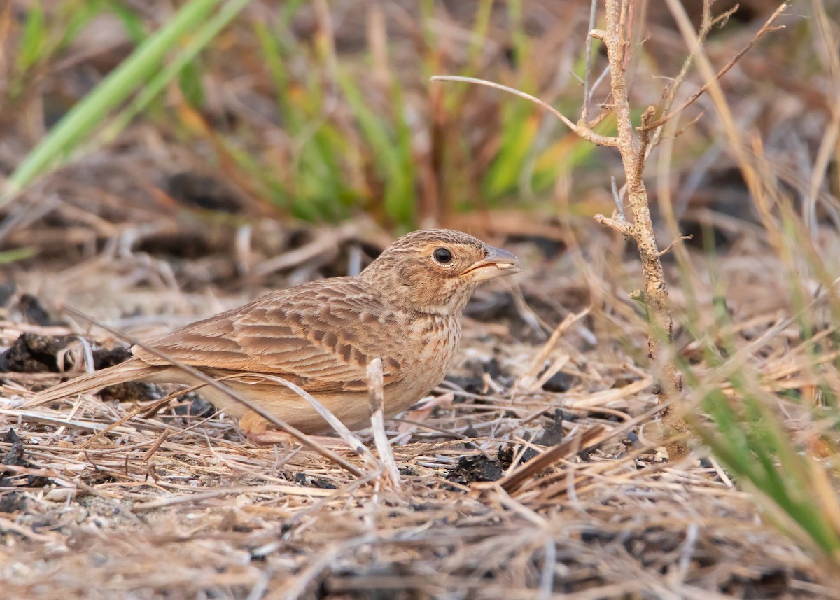 Singing Bushlark (Australasian) - ML425999511
