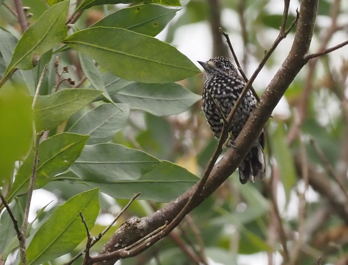 Speckle-chested Piculet - Stephan Lorenz