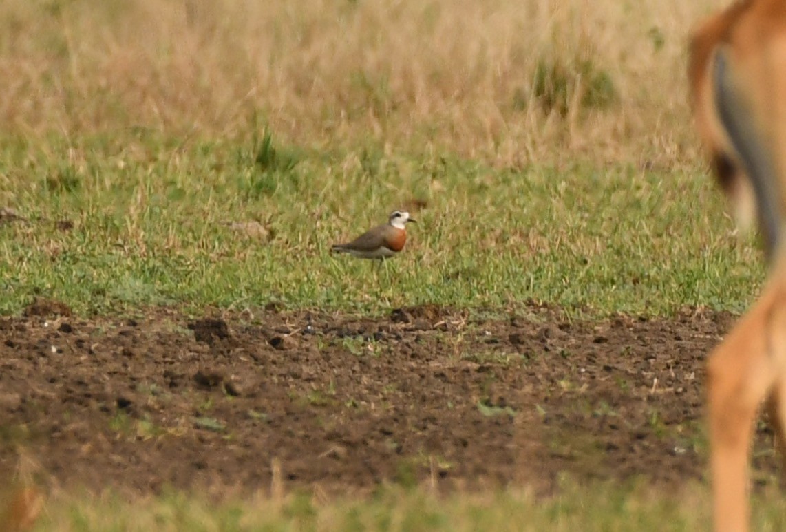 Caspian Plover - ML426002531