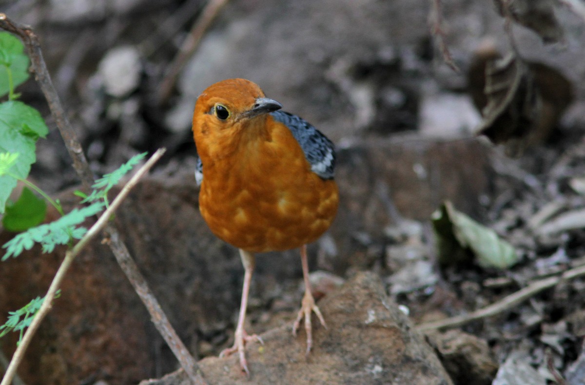 Orange-headed Thrush - ML426004681