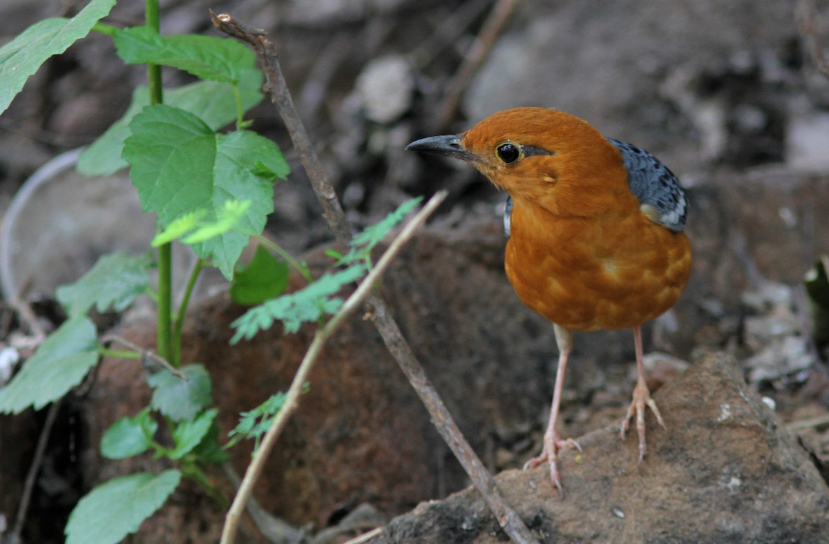 Orange-headed Thrush - ML426004711