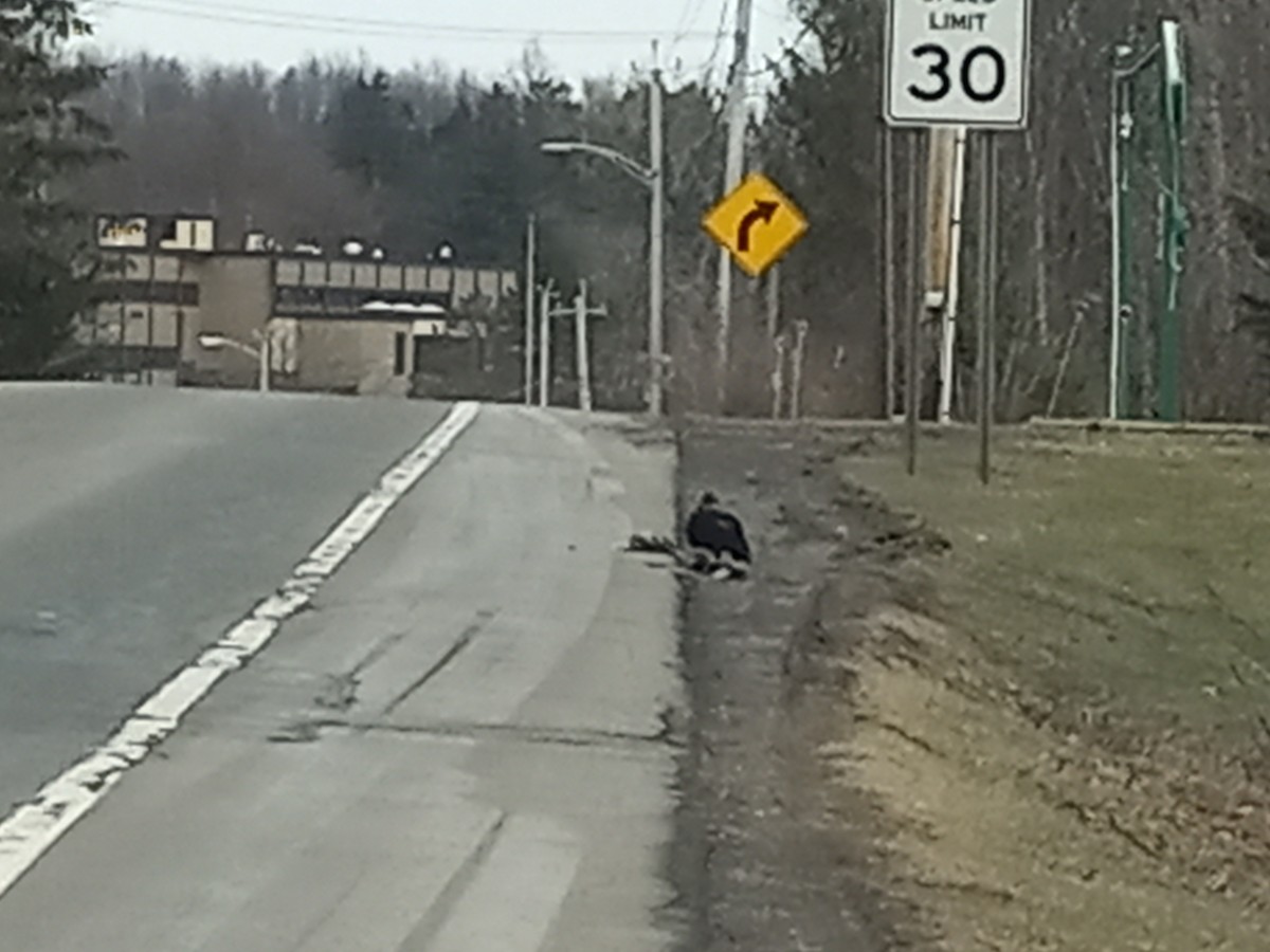 Black Vulture - ML426006041