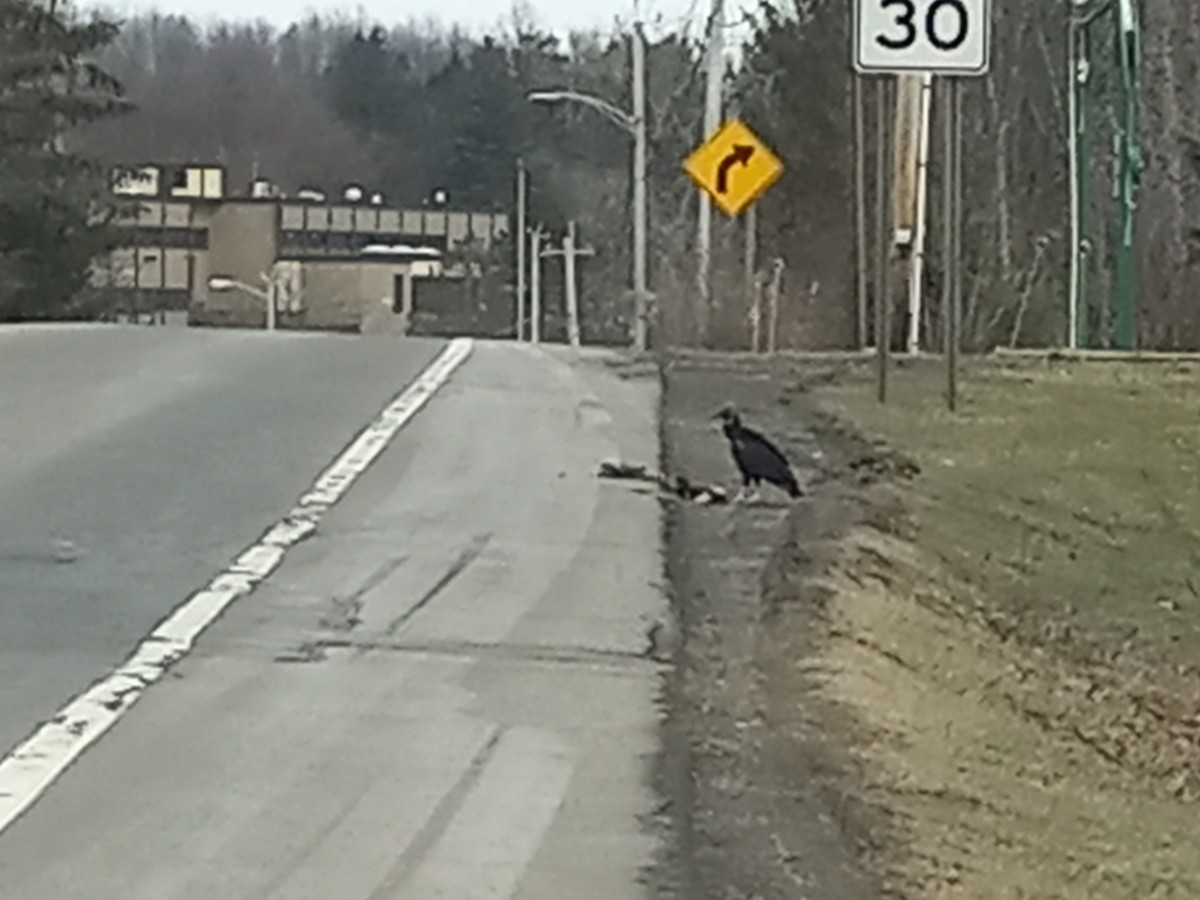 Black Vulture - ML426006051