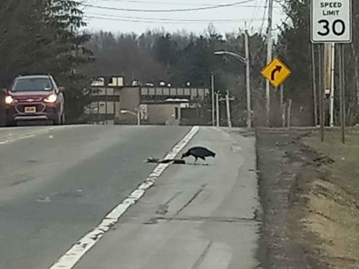 Black Vulture - ML426006061