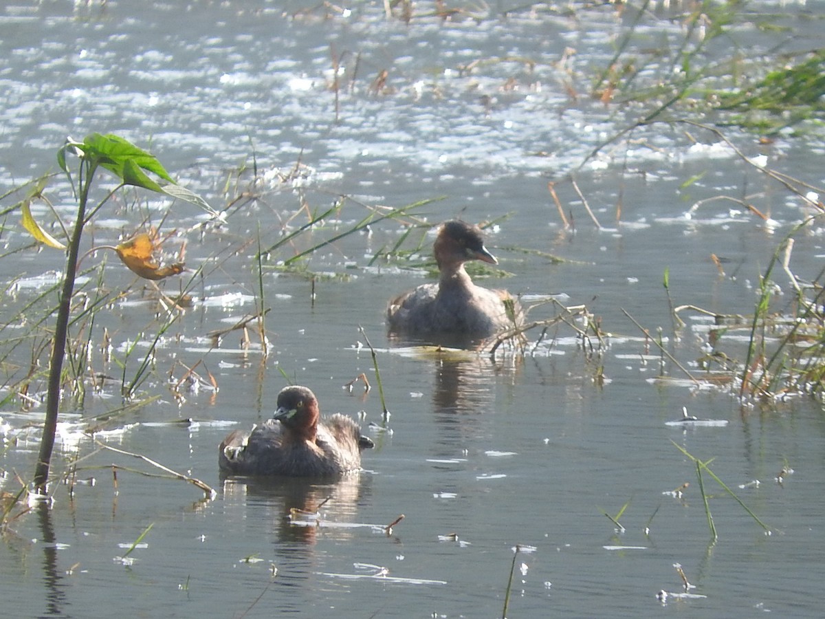 Little Grebe - namassivayan lakshmanan