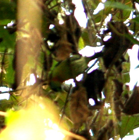 Red-headed Barbet - ML426006261