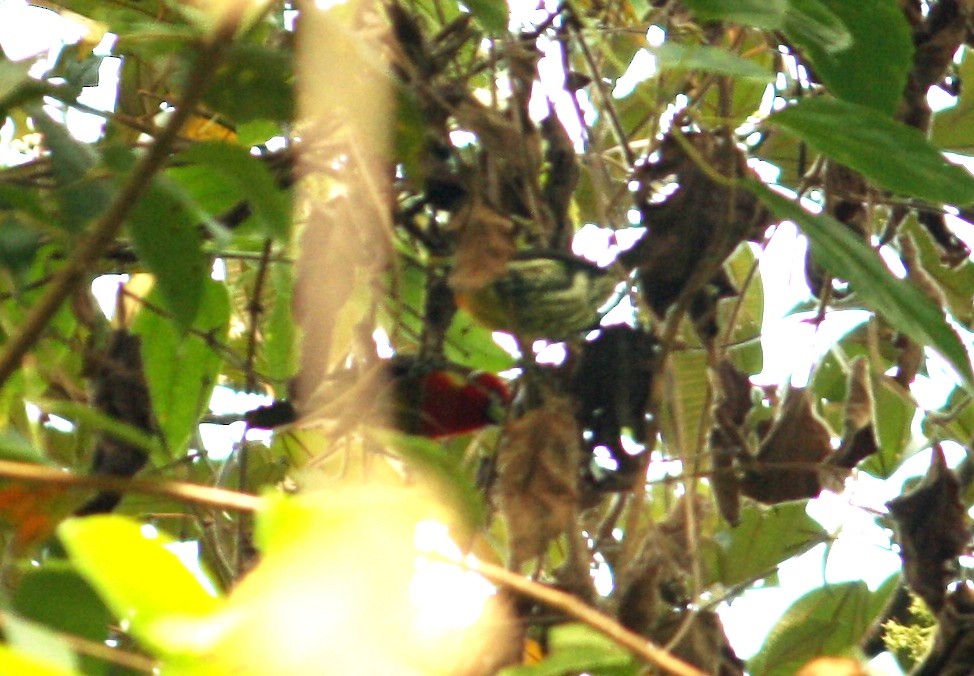 Red-headed Barbet - Jesús Escalona