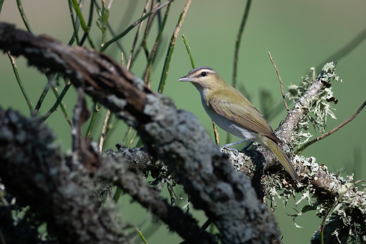 Chivi Vireo - Pablo Re