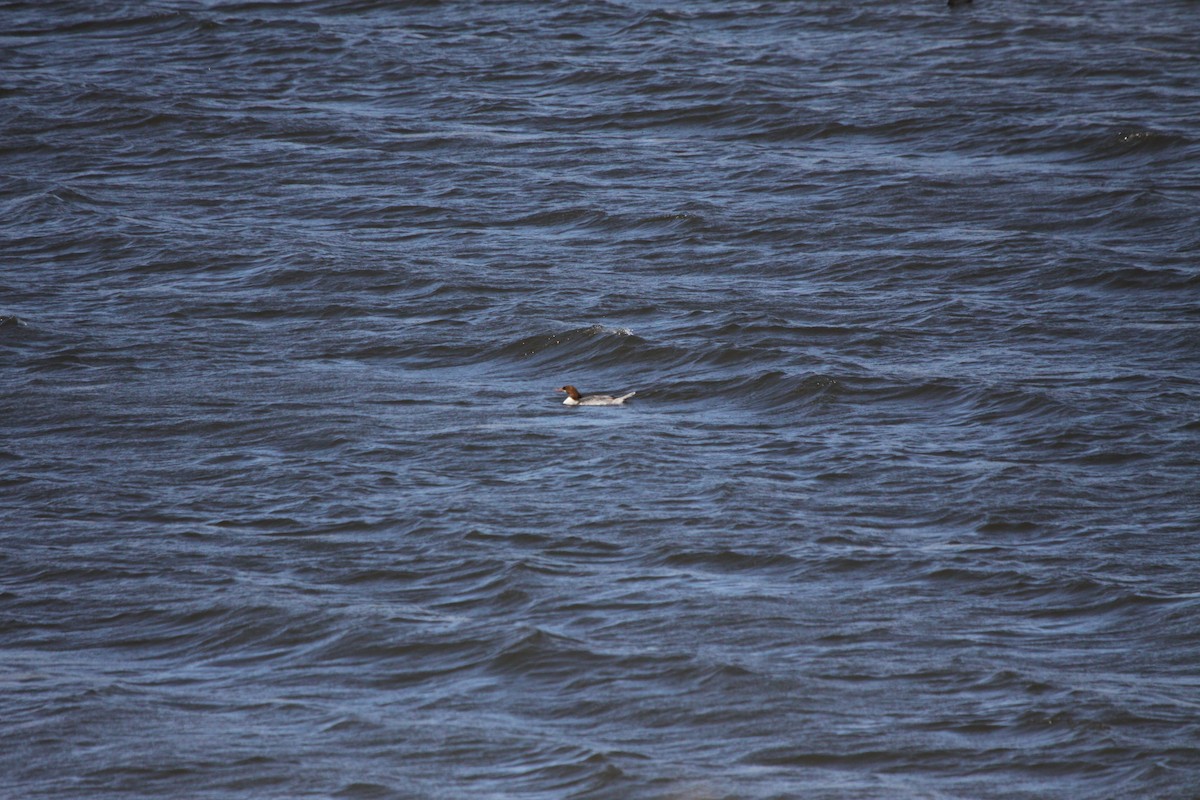 Common Merganser - ML426006581