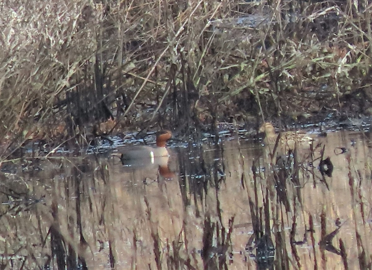 Green-winged Teal - ML426008701