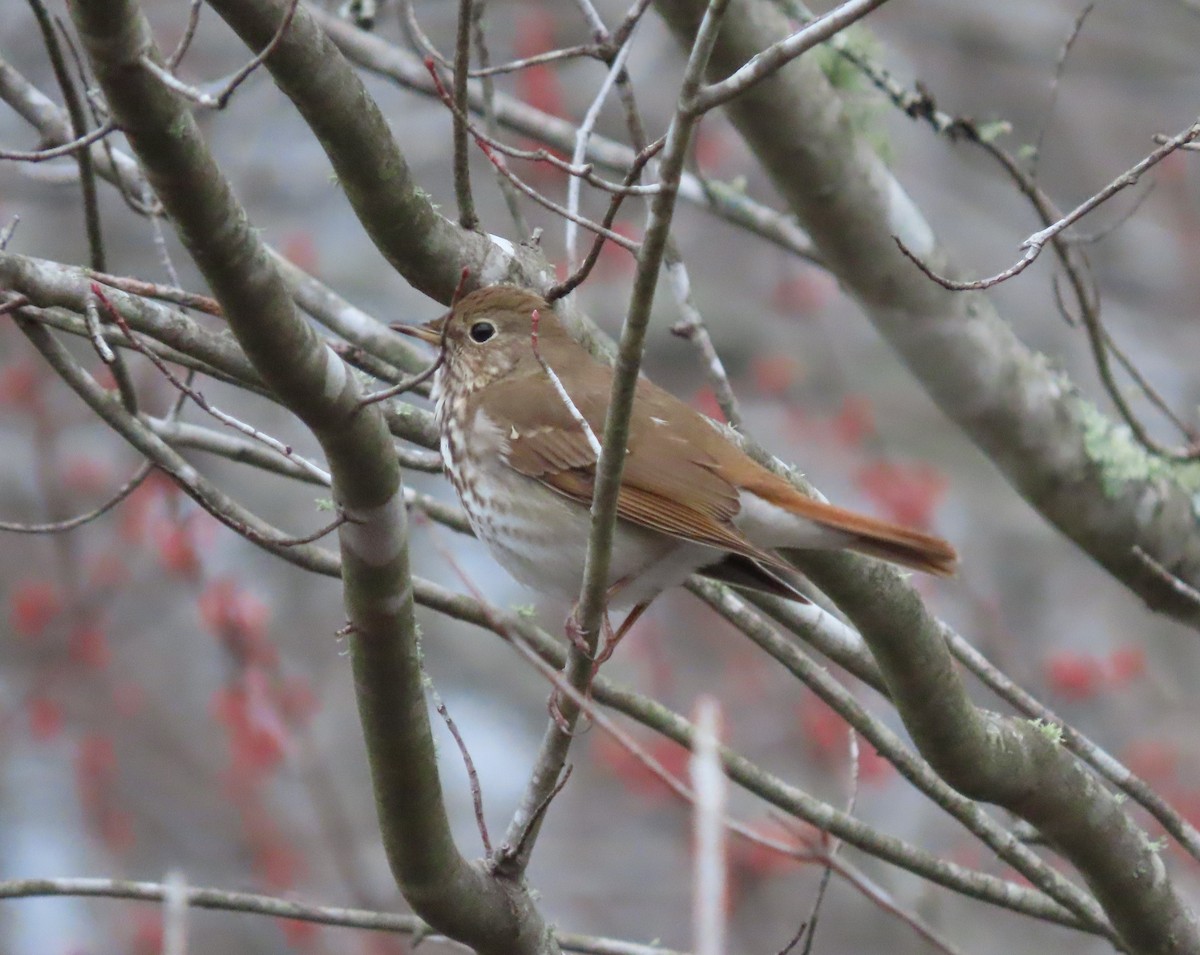Hermit Thrush - ML426008921