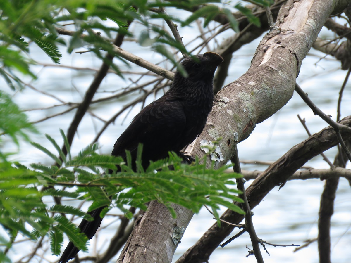 Smooth-billed Ani - ML426009431