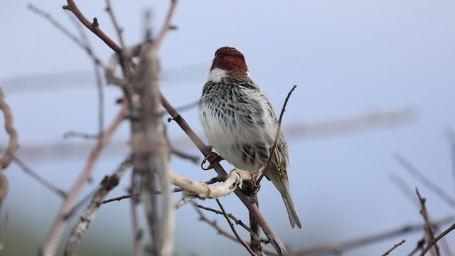 Gorrión Moruno - ML426009521