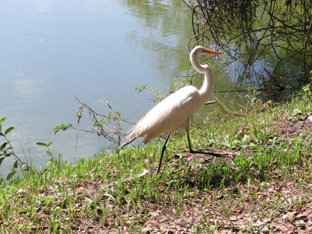 Great Egret - Romeu Gama