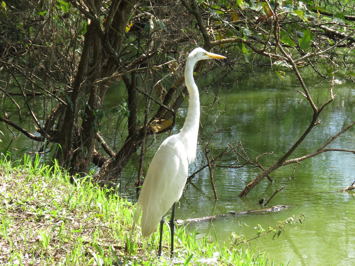 Great Egret - ML426009791