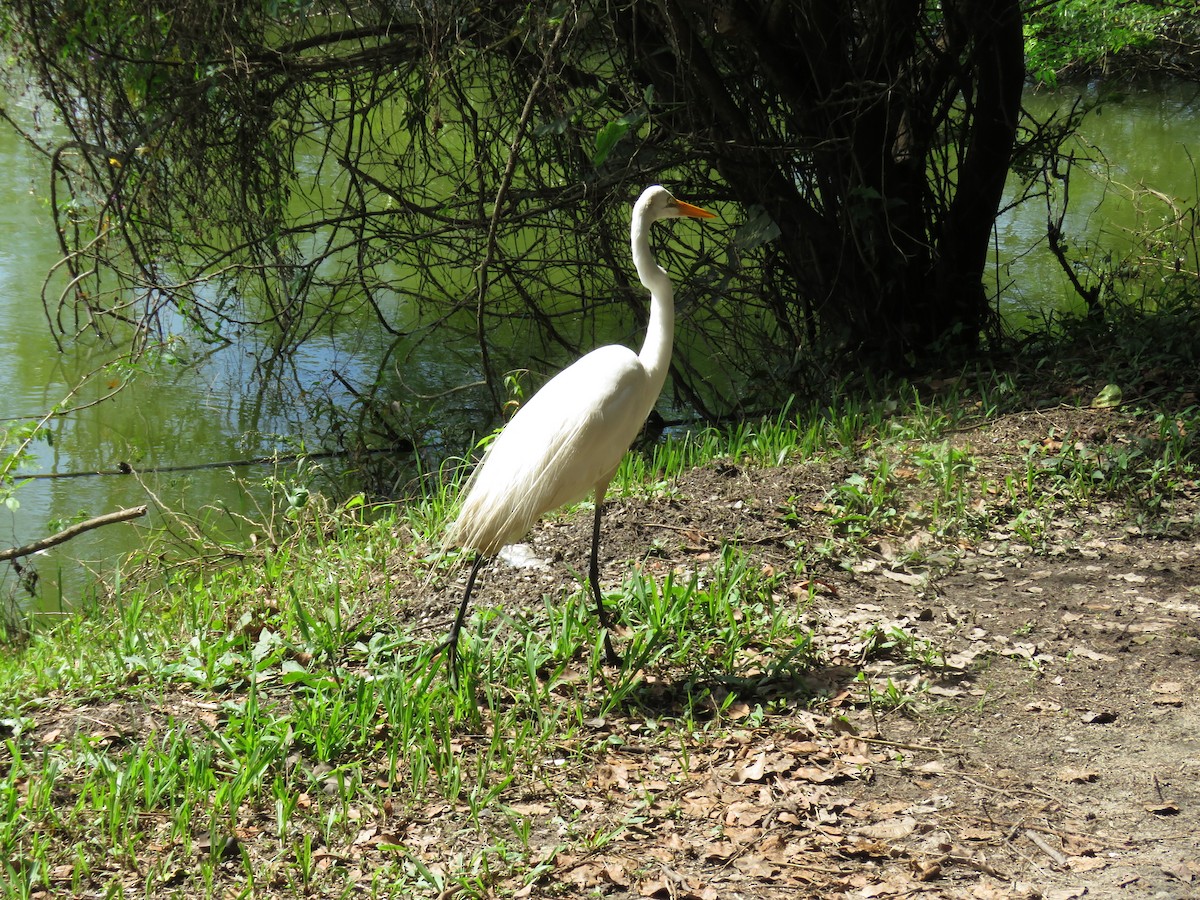 Great Egret - Romeu Gama