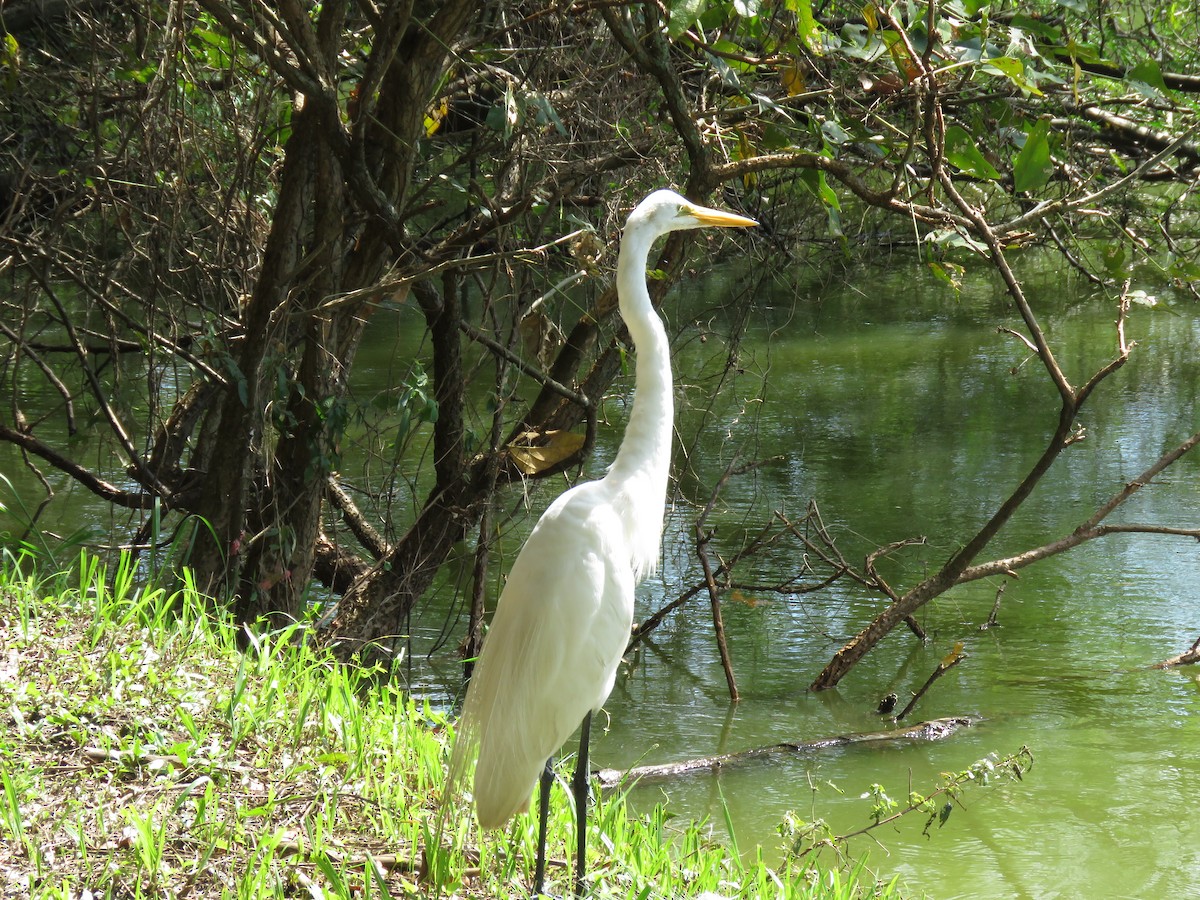 Great Egret - Romeu Gama