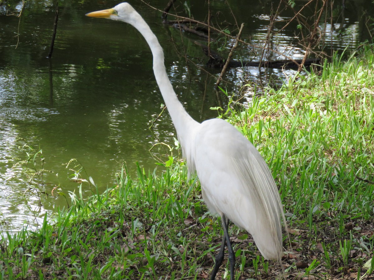 Great Egret - Romeu Gama