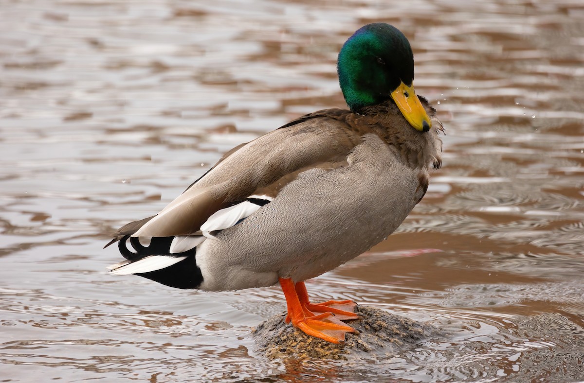 Canard colvert - ML426012661