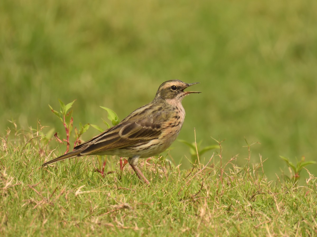 Rosy Pipit - Seena Karimbumkara