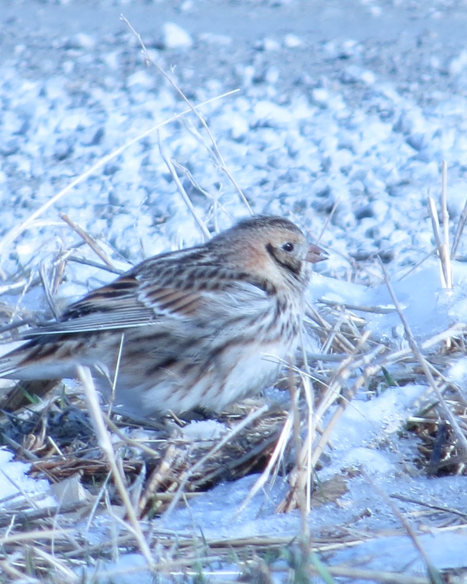 Lapland Longspur - ML426013941