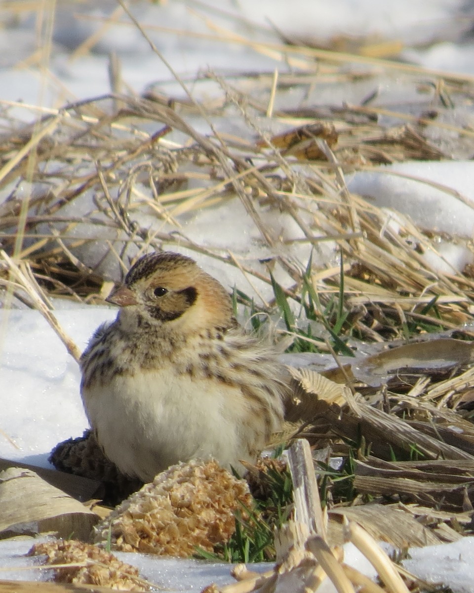 Lapland Longspur - ML426013971