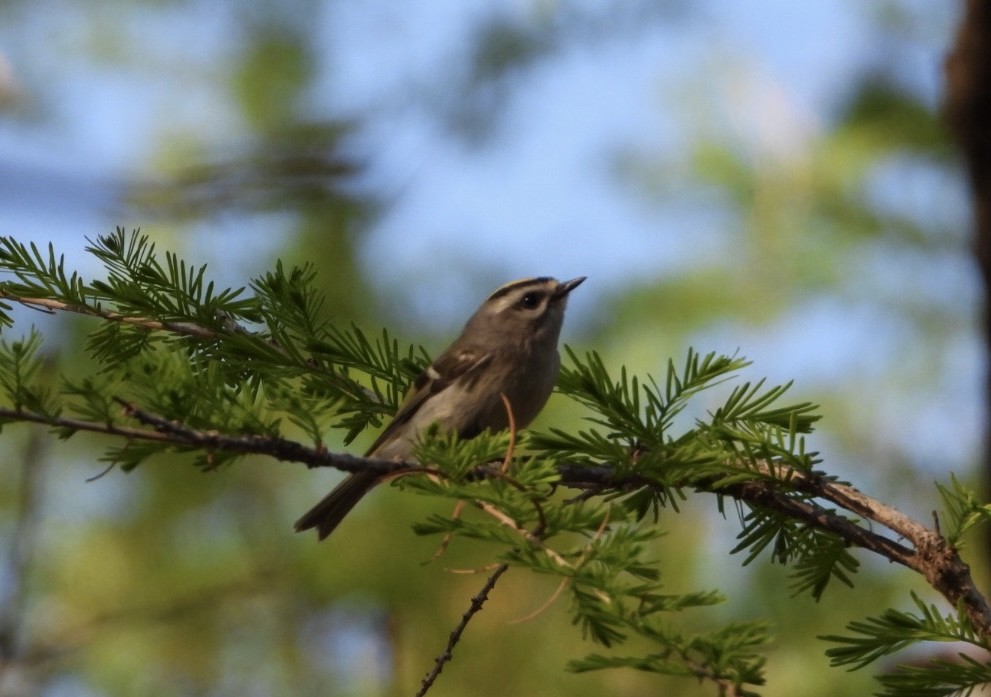 Golden-crowned Kinglet - ML426015701