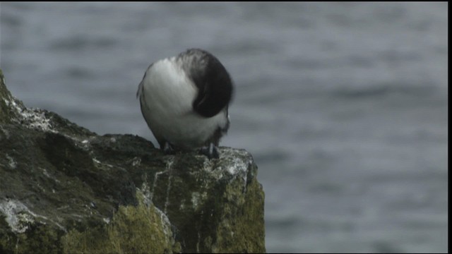 Parakeet Auklet - ML426016