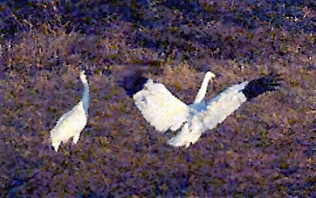 Whooping Crane - ML426016901